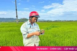 Chủ tịch UBND tỉnh Hà Tĩnh: Tập trung chỉ đạo phòng, trừ dịch hại lúa hè thu