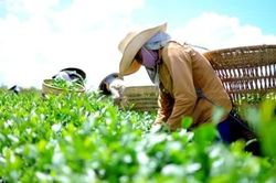 Thương hiệu yếu, chè Việt khó tăng thị phần ở Trung Quốc