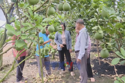 Đồng Th&aacute;p n&acirc;ng cao chất lượng tr&aacute;i bưởi da xanh phục vụ xuất khẩu