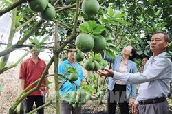 Bưởi da xanh Đồng Th&aacute;p viết tiếp giấc mơ xuất khẩu