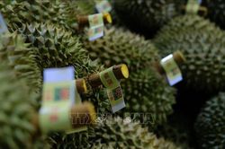 Sầu riêng Malaysia gặp khó với thị trường Trung Quốc