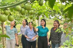 Chuyển đổi cơ cấu cây trồng: Trái ngọt từ tư duy nhạy bén