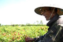Liên kết sản xuất ớt ở Thăng Bình