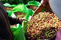 Gi&aacute; c&agrave; ph&ecirc; h&ocirc;m nay 8/7/2026 tăng dựng đứng, nhiều nơi &aacute;p s&aacute;t mốc 97.000 đồng/kg