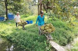 Đồng Th&aacute;p: C&oacute; 1 cơ sở kiểm nghiệm Cadimi, V&agrave;ng O được Tổng cục Hải quan Trung Quốc chấp thuận