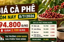 Giá cà phê hôm nay 8/7: Quay đầu giảm hơn 2.000 đồng/kg