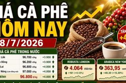 Giá cà phê hôm nay 8/7 tăng 4.000 đồng/kg, thị trường bứt phá mạnh