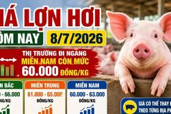 Giá lợn hơi hôm nay 8/7: Ba miền vẫn phân hóa