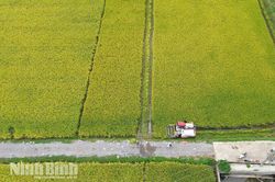 Ninh B&igrave;nh quy định mức hỗ trợ sản xuất, bảo vệ đất trồng l&uacute;a tr&ecirc;n địa b&agrave;n tỉnh