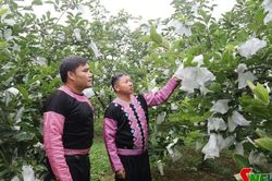 Dòng họ học tập tiêu biểu