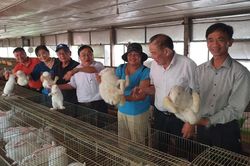Kiến nghị giảm phí gia công thịt thỏ thương phẩm