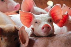 Ngày 8/7: Giá heo hơi dao động trong khoảng 60.000 - 66.000 đồng/kg