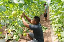 Chuẩn hóa quy trình sản xuất, nâng tầm giá trị nông sản Hà Nội