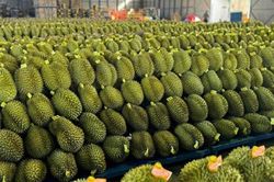 Sửa quy định mã số vùng trồng, tạo điều kiện tối đa cho nông dân