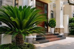 Có nên trồng cây vạn tuế trước nhà?