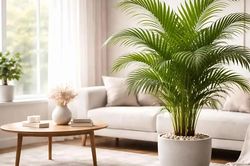 7 chậu cây cảnh giúp phòng khách nhìn xanh mát, 'đắt tiền' hơn