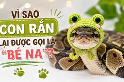 Cách gọi loài rắn là 'bé Na' từ đâu mà có?