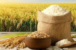 Giá lúa gạo hôm nay 8/7/2026: Lúa tươi tăng, gạo nhích nhẹ
