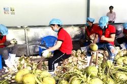 Hai điểm nghẽn của xuất khẩu rau quả Việt