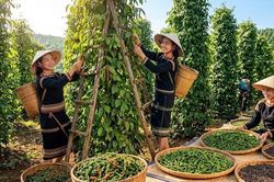 Giá hồ tiêu hôm nay 9.7: Tăng mạnh, nhiều vùng vượt 138.000 đồng/kg