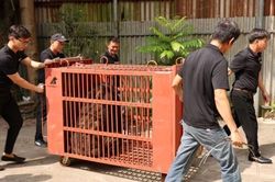 Cứu hộ thành công một cá thể gấu ngựa từ Hà Nội về Trung tâm cứu hộ Gấu Việt Nam ở Huế