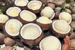Mộng dừa giá tới 250.000 đồng/kg, vì sao vẫn được săn lùng?