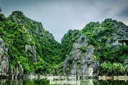 Ngắm hoa phất dụ bung nở, nhuộm vàng núi đá vịnh Hạ Long