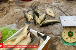 Khoảng 12 tấn cá chết trên sông Bồ chết do thiếu oxy