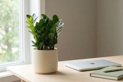 Top 4 cây mini để bàn dễ chăm, mang ý nghĩa giúp dân văn phòng hút vượng khí