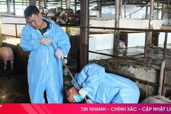 Hà Tĩnh lấy mẫu giám sát vi-rút dịch tả lợn châu Phi