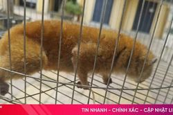 Người dân tự nguyện giao nộp cá thể culi quý hiếm
