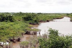 Giữ rừng ngập mặn, tạo sinh kế ổn định tại khu Ramsar đầu tiên của Việt Nam