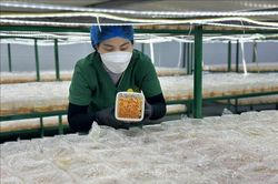 Phát triển kinh tế tập thể, nâng tầm sản phẩm OCOP trong kỷ nguyên số