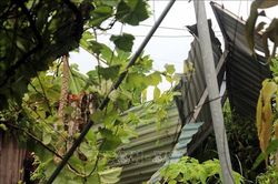 V&ograve;i rồng xuất hiện ở Hưng Y&ecirc;n, kh&ocirc;ng g&acirc;y thiệt hại về người