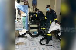 Trăn khổng lồ dài 3 mét bò vào phòng khách, cả nhà 'nổi da gà'