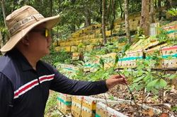Đà Nẵng: Duy trì quảng bá sâm Ngọc Linh hàng tháng