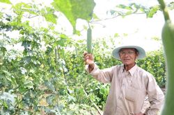 Trồng mướp hương, vững đầu ra