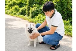 Quy định mới siết quản lý chó thả rông