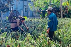 Nâng cao thu nhập từ cây dứa