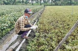Đồng Tháp: Nhiều diện tích rau màu thiệt hại bất thường