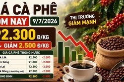 Giá cà phê hôm nay 9/7: Giảm tiếp còn 92.300 đồng/kg