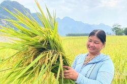 Ươm mùa vàng từ giống mới