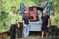 Tiếp nhận c&aacute; thể gấu ngựa do người d&acirc;n tự nguyện giao nộp