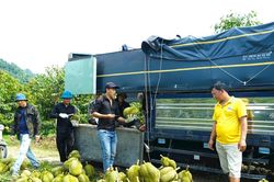 Bảo đảm an ninh trật tự mùa thu hoạch sầu riêng