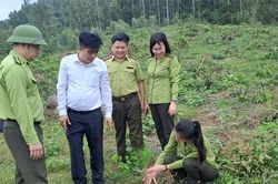 Hạt Kiểm lâm Tam Đảo - Tam Dương giữ màu xanh rừng