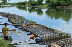 Giữ ôxy cho sông Bồ, giữ mùa nuôi an toàn