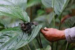 Chấp thuận chủ trương đầu tư dự án trồng rừng gỗ lớn kết hợp dược liệu
