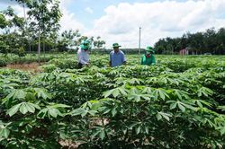 Bài 3: Sắn nhiều, nguyên liệu cho ethanol vẫn chưa chắc đủ