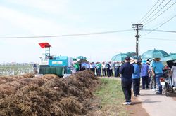 Khởi động chuỗi liên kết lúa xanh, hướng tới nền nông nghiệp phát thải thấp