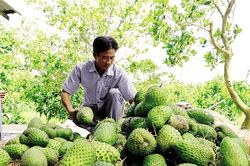 Chuyển động tư duy sở hữu trí tuệ tại một HTX mãng cầu xiêm